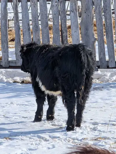 Highland X Bull calf, View more