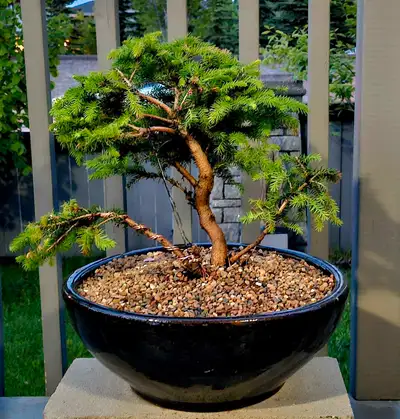 Spruce Bonsai tree for sale. Very healthy, Bonsai tree planted in a nice quality Bonsai Pot. Please...