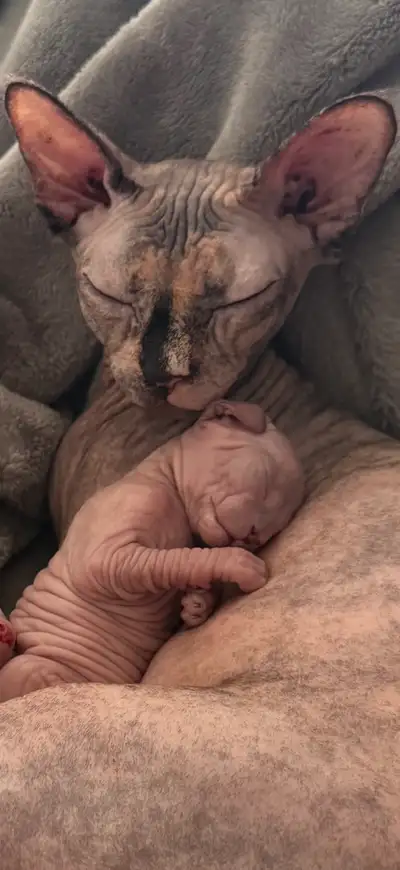 sphynx kittens , View more