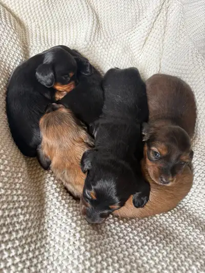 miniature dachshund longhair , View more