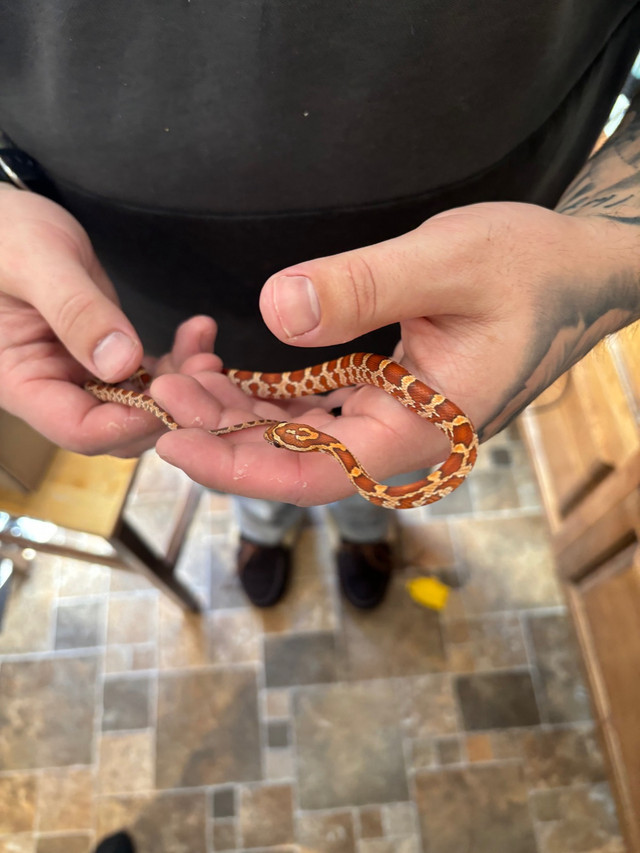 Hypo Corn Snake  in Reptiles & Amphibians for Rehoming in Sault Ste. Marie