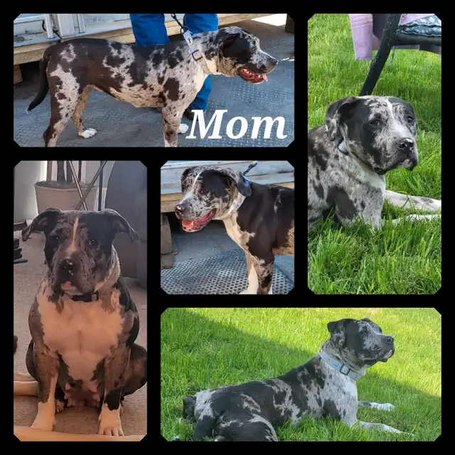 American Bulldogs in Dogs & Puppies for Rehoming in Winnipeg - Image 5