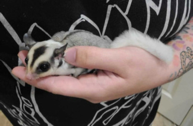 Sugar glider for sale $800 for 3 in Small Animals for Rehoming in Kingston