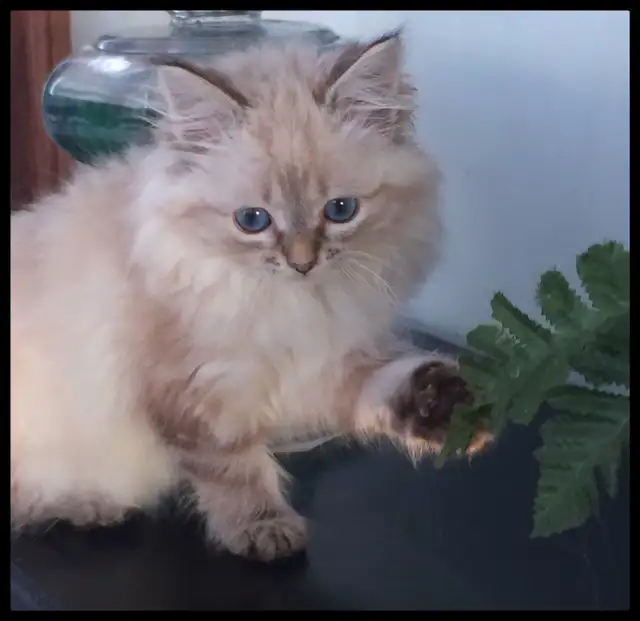 Siberian Neva Masquerade Kittens. Hypoallergenic/Low Allergen