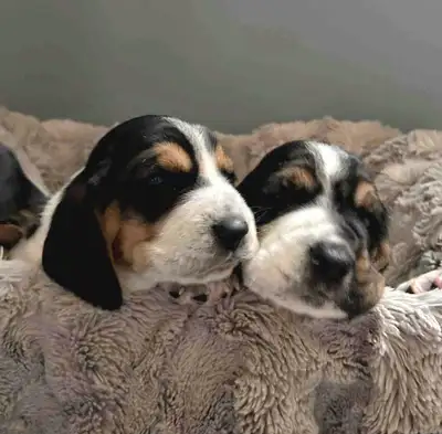 **Basset Hound Puppies for Sale!** Located in **Milverton**, ready for their forever homes the **fir...