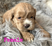 Cockapoo Puppies Available Mid May- Only a Few Left!