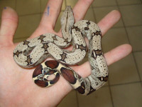 BEAUTIFUL BABY RED TAIL BOAS ON SPECIAL     $250.00