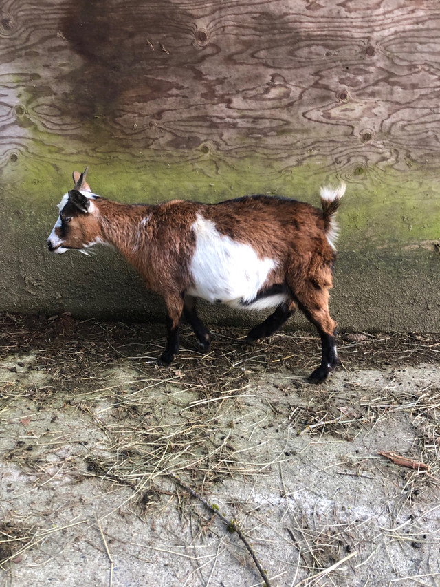 Baby fainting goat in Livestock in Mission - Image 3