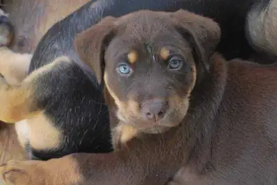 Litter Trained Puppies, View more