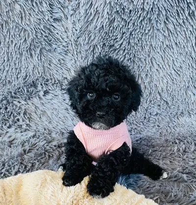ONE BOY LEFT!! Maltipoo puppies, View more