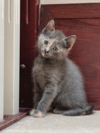 8-weeks-old Female Kitten is ready for a new home