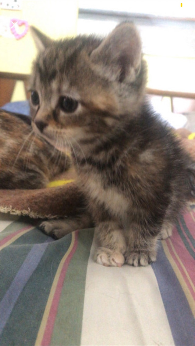 Chatons  dans Chats et chatons à adopter  à Ouest de l’Île - Image 2