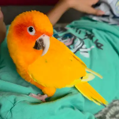 sunconure, View more