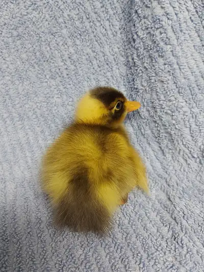 5 Runner mix ducklings, View more