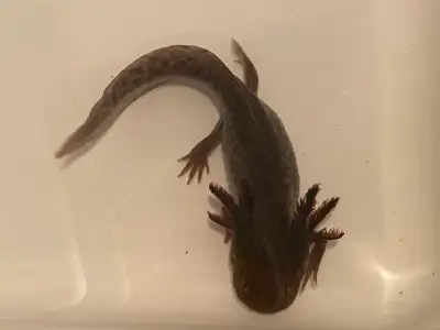 Healthy, young adult wild type axolotls available. 5 remaining. Eating pellets and red wigglers. 7"...