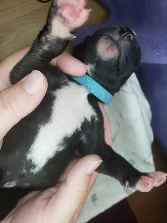 CKC Registered Great Dane Puppies in Dogs & Puppies for Rehoming in City of Toronto - Image 8