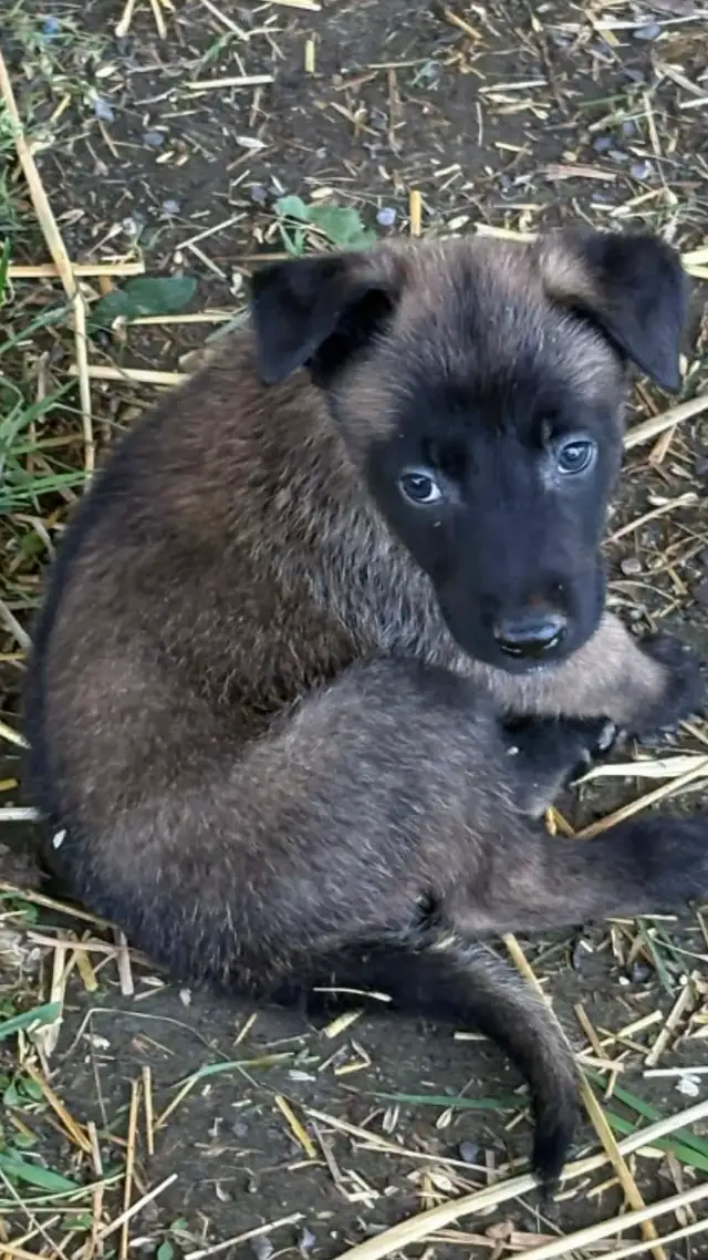 Malinois VKH Chiot Jet Black ou Charbonner in Dogs & Puppies for Rehoming in Laurentides - Image 5