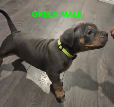 Puppies ready to go to there new homes, View more