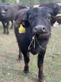 Live Water Buffalo