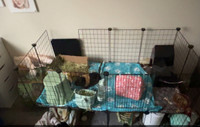 2 guinea pigs for sale