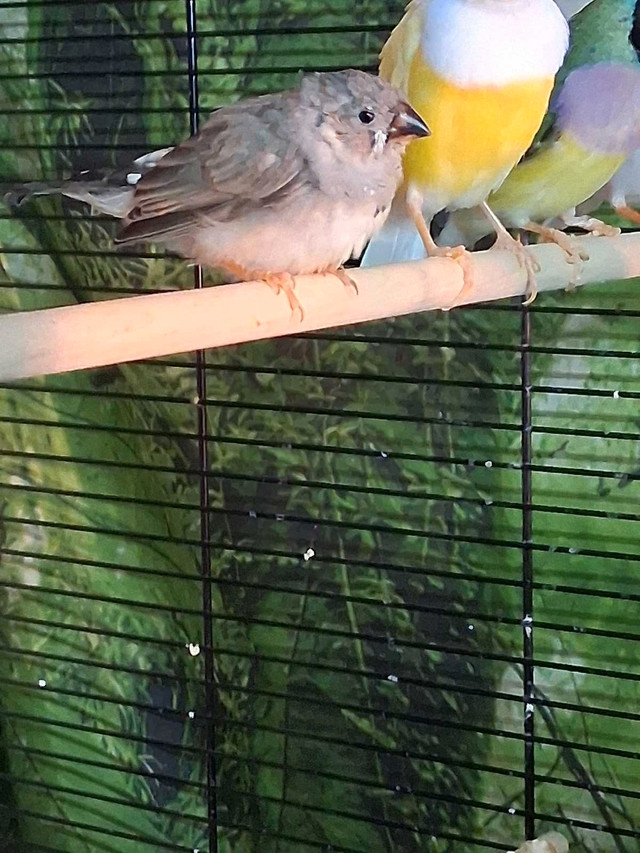 pinsons mandarin mâles et femelles  dans Oiseaux à adopter  à Laval/Rive Nord - Image 2