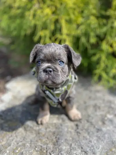 Adorable French Bulldog Puppy for Sale – Ready for a Loving Home! We’re looking for a wonderful home...