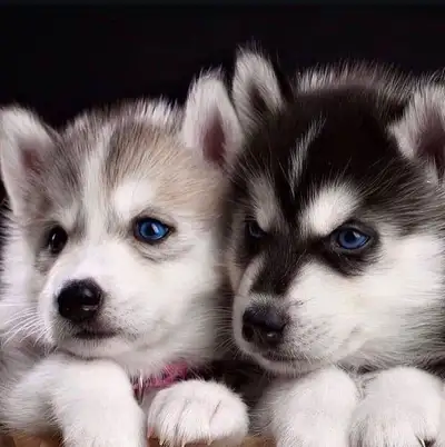 Pomsky puppies - one girl still available, View more