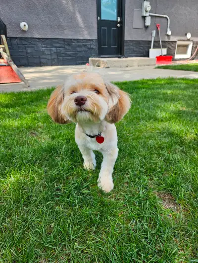 Havanese Puppy, View more