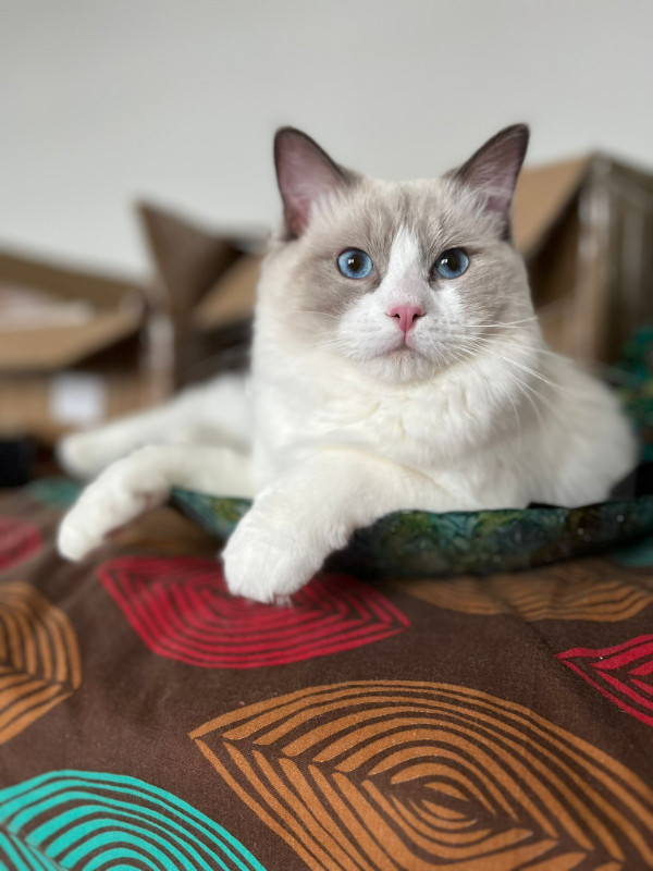 Ragdoll purebred boy for sale in Cats & Kittens for Rehoming in Ottawa
