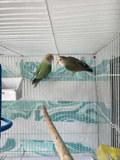 2 Lovebirds, View more