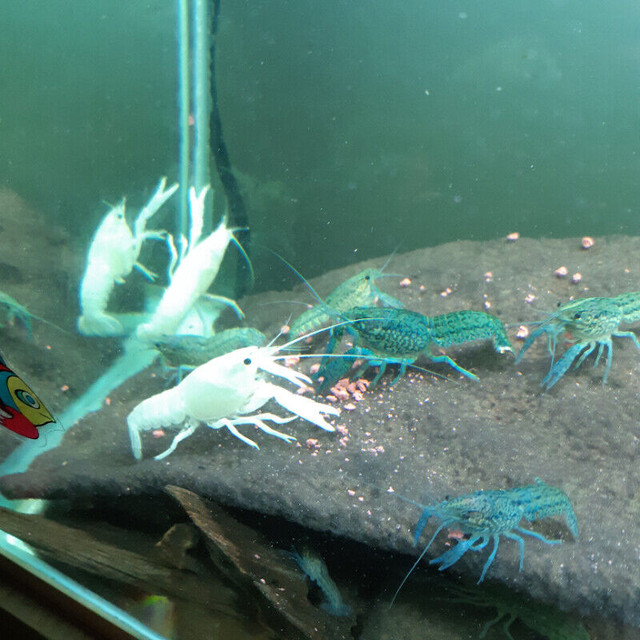 Crayfish and Crayfish For Aquarium Fish Tank on Sale in Fish for Rehoming in Ottawa