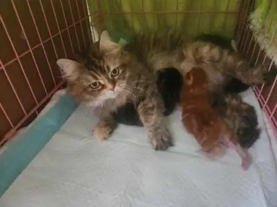 Persian/Himalayan Kittens- 3 available for deposit, View more