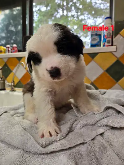 Saint Bernard Puppies ** Ready Now **, View more