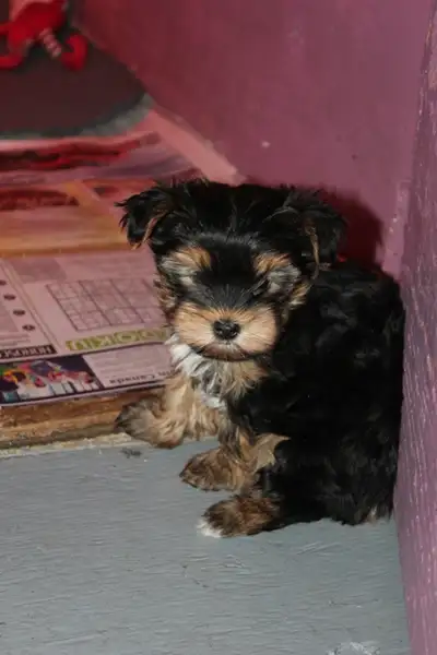 BEAUTIFUL FEMALE YORKIE, View more