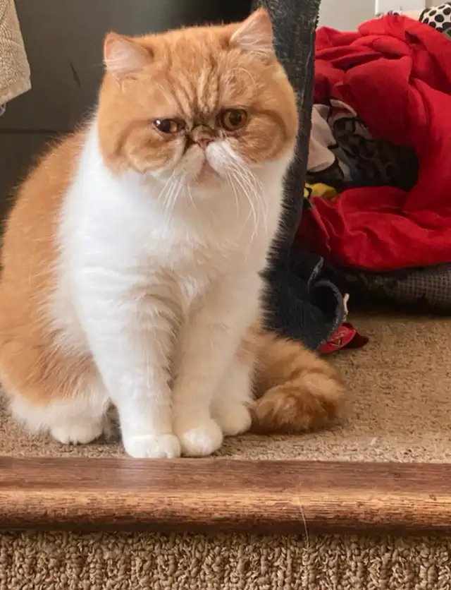 Exotic Shorthair