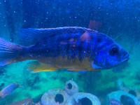Cichlids fish for sale