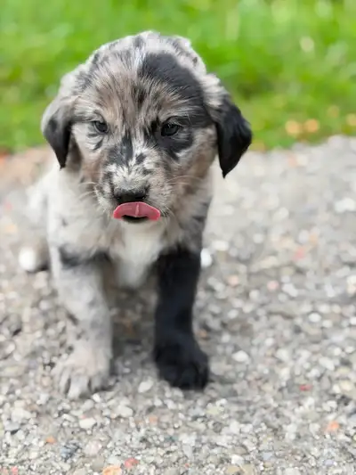Mini Aussie mix border collie pups, View more