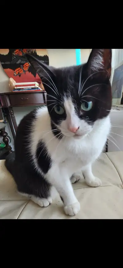 2 Free Indoor Cats looking for a new home, View more