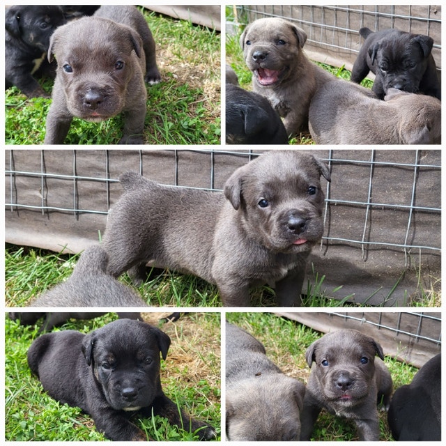 Unique cane corso mix puppies Dogs & Puppies for Rehoming Winnipeg