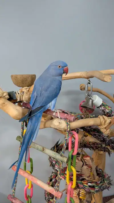 5 1/2 year old female VIOLET Indian Ringneck. Close banded 2019. Hand tame. Says a few words. Steps...