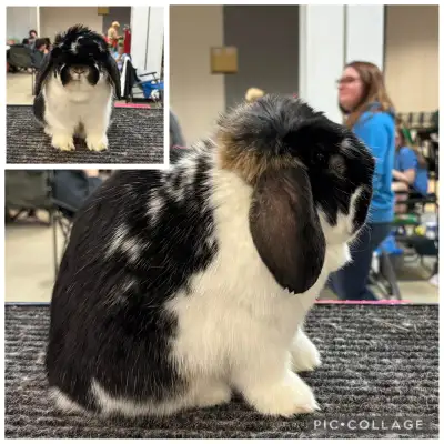 Holland Lop Buck – Junior – Black Broken Otter, View more