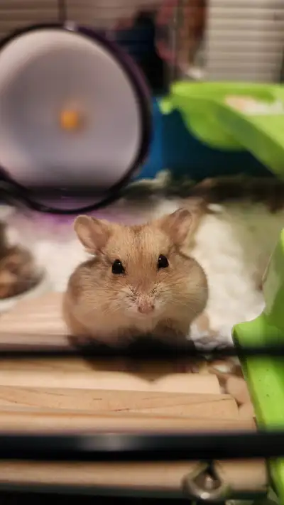 Campbell's Dwarf Hamster, Enclosure, Food & Accessories, View more
