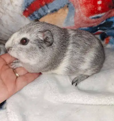 beautiful silver and white guinea pig!, View more