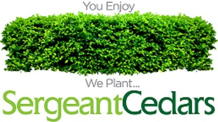 FULL AND HEALTHY CEDAR TREES AT UNBEATABLE PRICES in Plants, Fertilizer & Soil in Oshawa / Durham Region - Image 4
