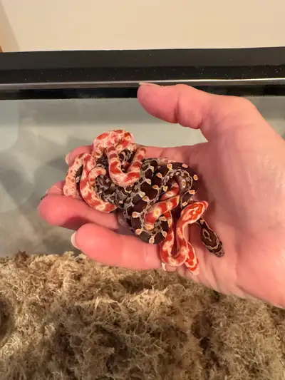 Baby corn snakes, View more