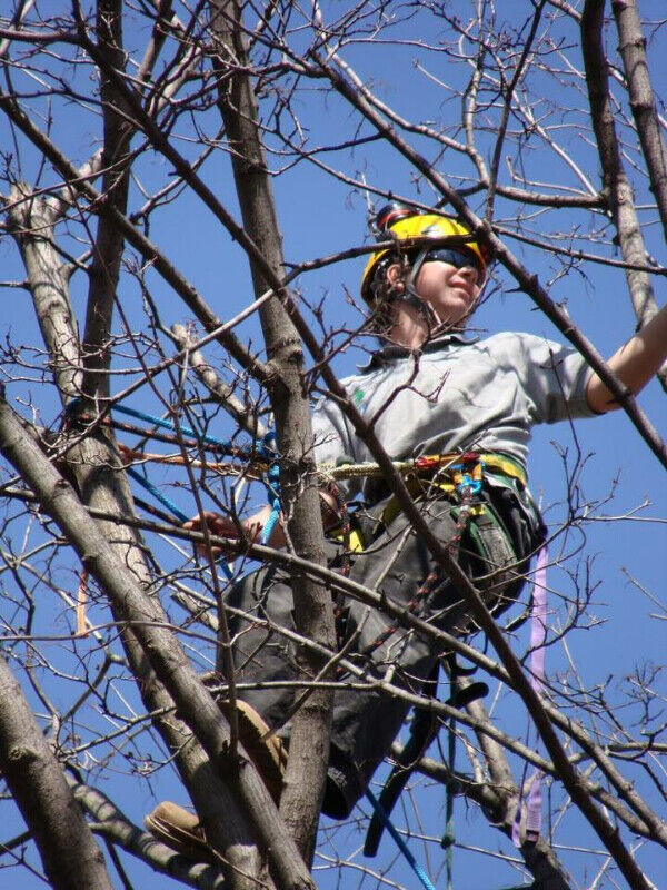 TOP LOCAL EXPERT ARBORIST   Call Now: 416 287 8733 in Lawn, Tree Maintenance & Eavestrough in City of Toronto - Image 2