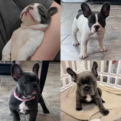 French bulldog puppies Both Parents on site (last image is parents) Currently 8 weeks old ready to b...