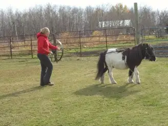 Miniature Driving Harness in Equestrian & Livestock Accessories in Winnipeg - Image 3