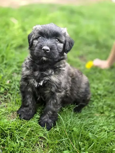 Bouvier des Flandres puppies - ready for rehoming, View more
