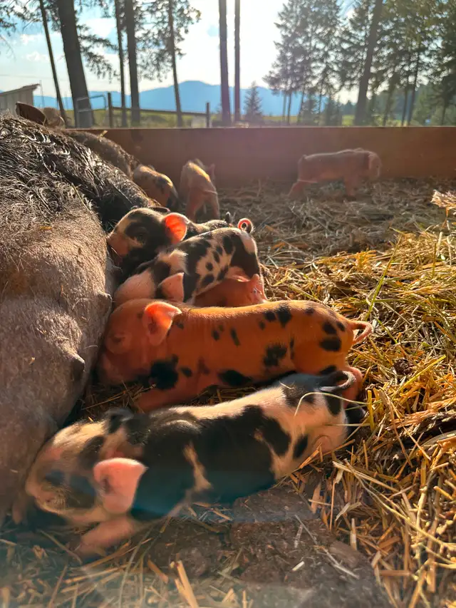 Registered Kune Kune Pigs for Sale in Livestock in Cranbrook - Image 8